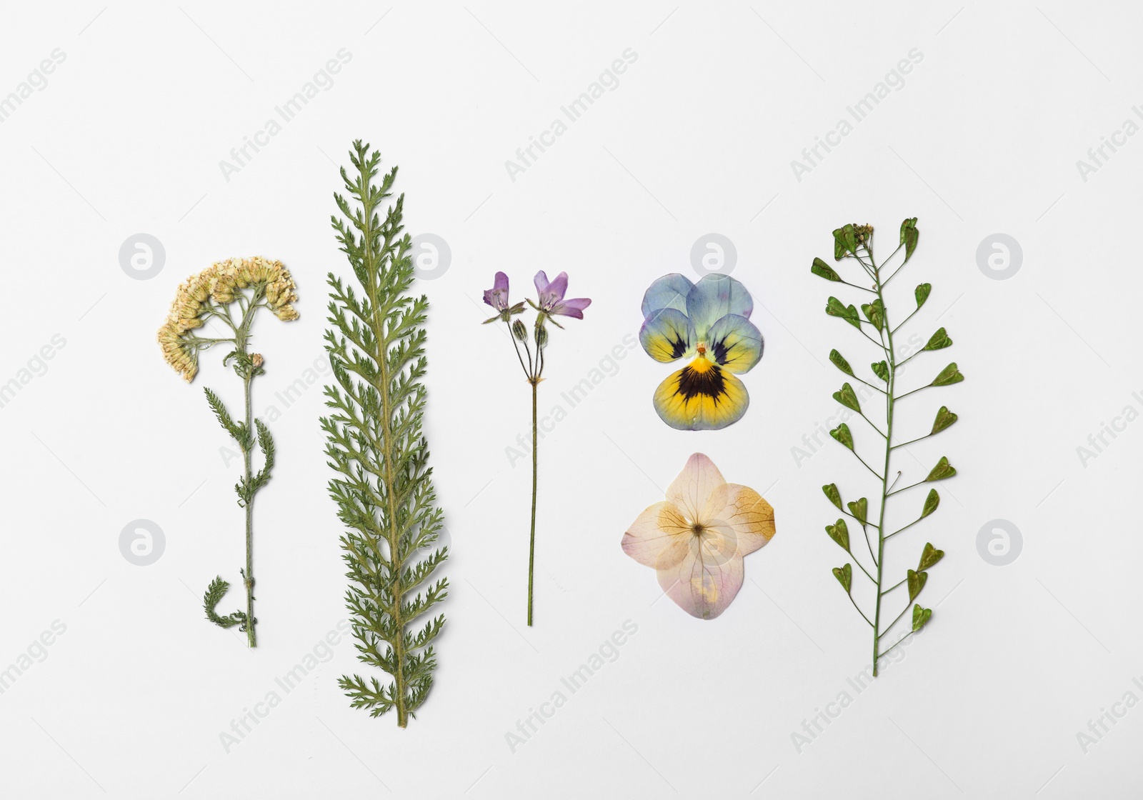 Photo of Wild dried meadow flowers on white background, top view