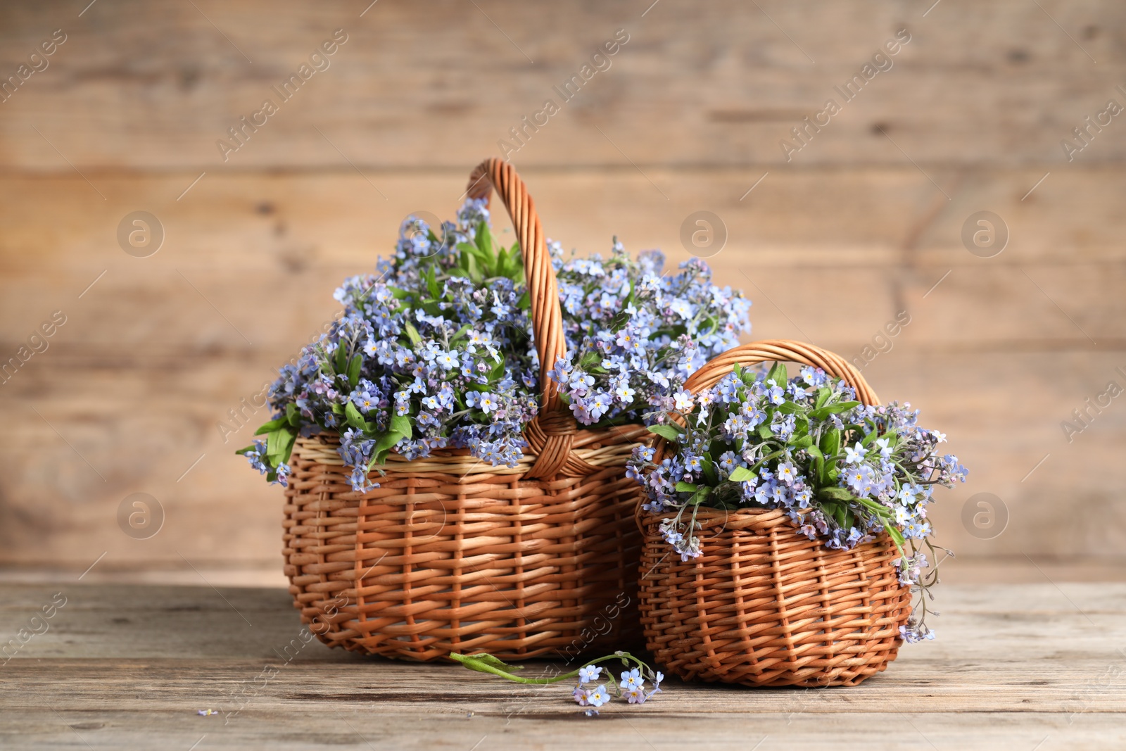 Photo of Beautiful forget-me-not flowers in wicker baskets on wooden table, closeup