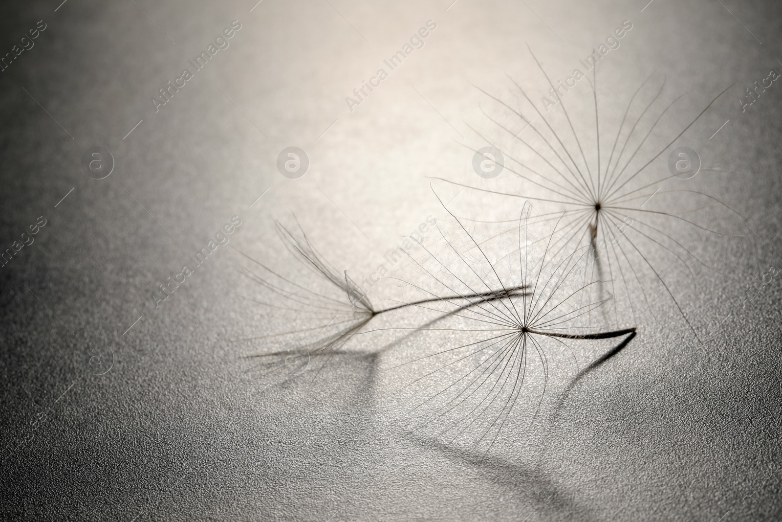 Photo of Seeds of dandelion flower on grey background, space for text