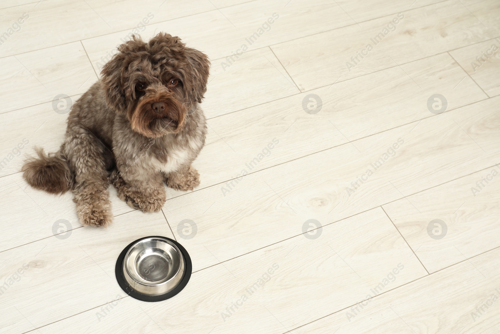 Photo of Cute Maltipoo dog and his bowl on floor, space for text. Lovely pet