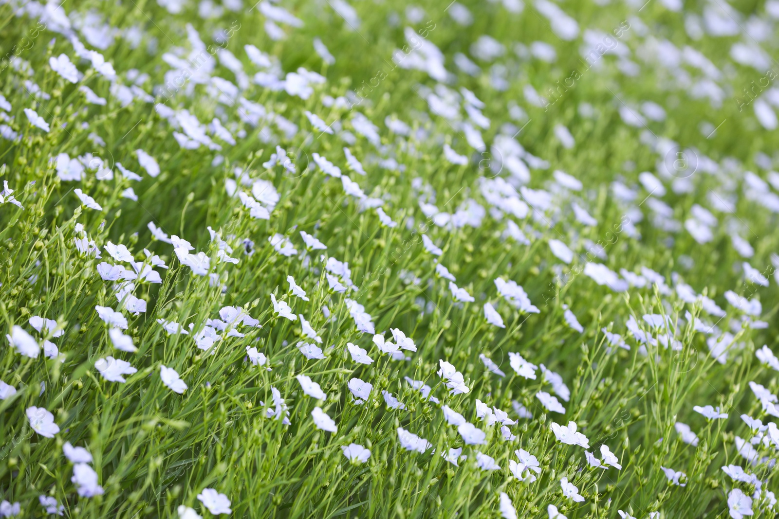 Photo of Beautiful view of blooming flax field on summer day