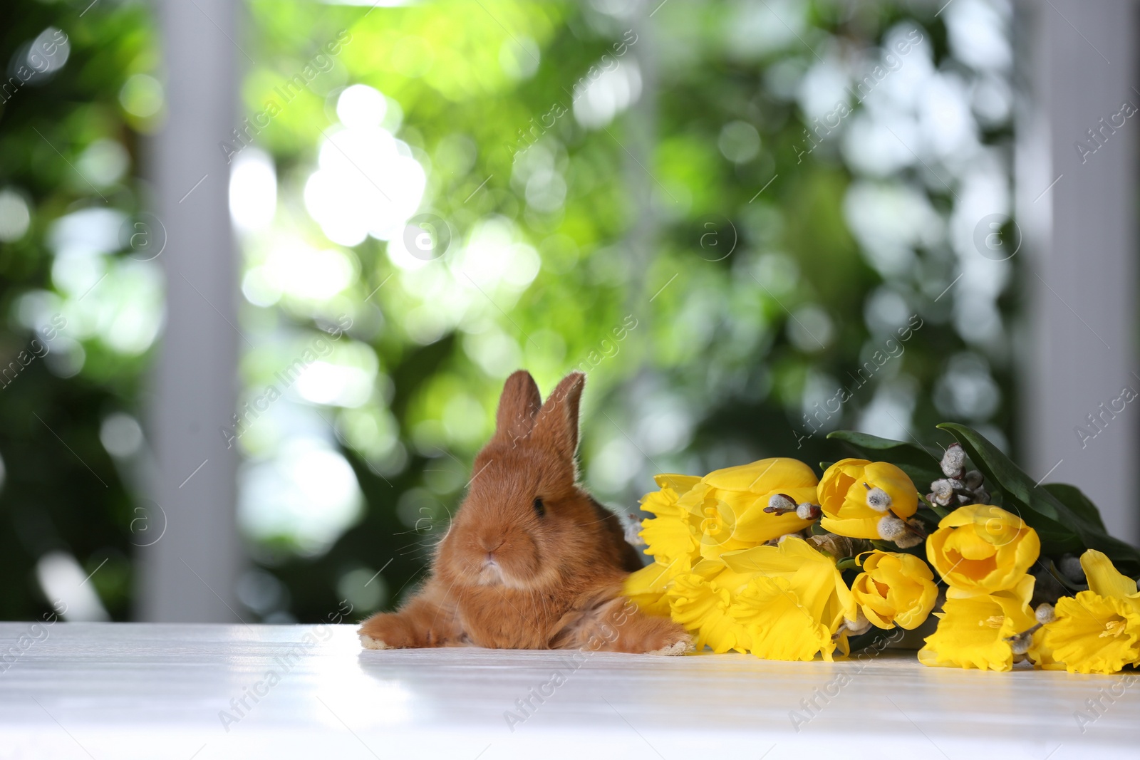 Photo of Adorable furry Easter bunny and flowers on white wooden table against blurred green background