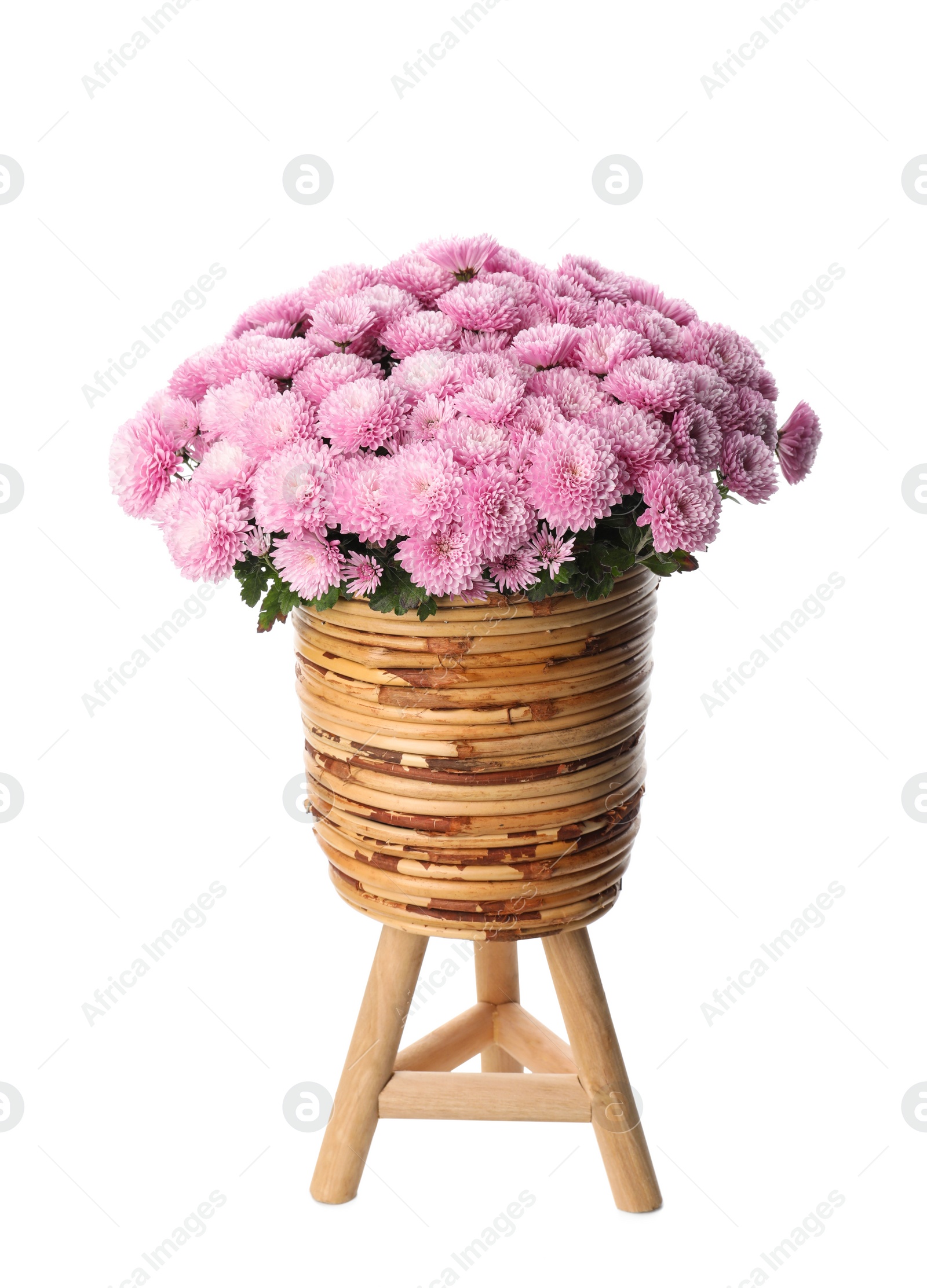 Photo of Beautiful pink chrysanthemum flowers in wooden stand on white background