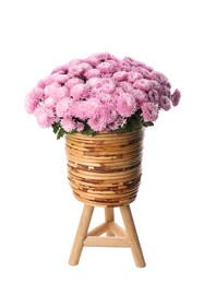 Photo of Beautiful pink chrysanthemum flowers in wooden stand on white background