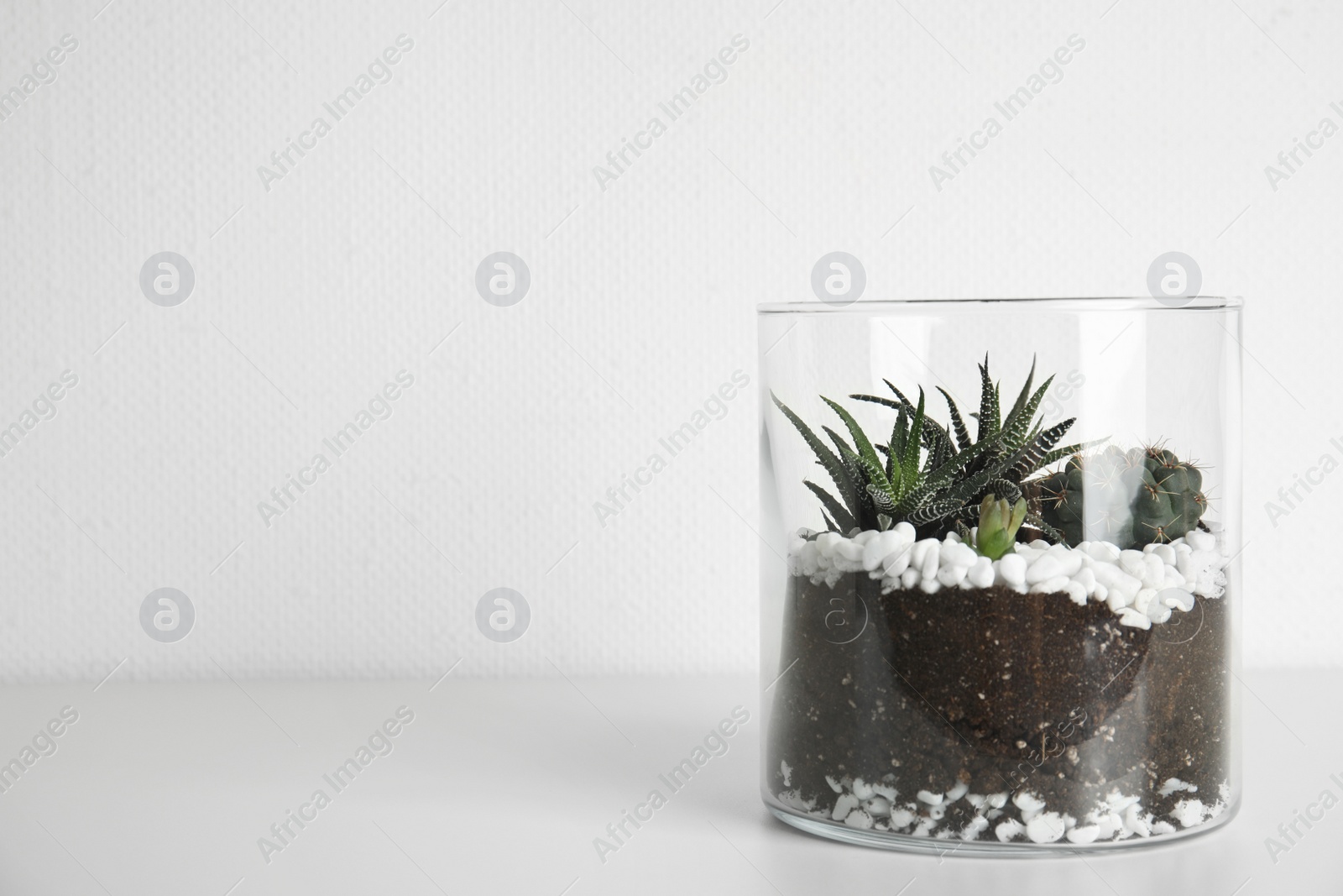 Photo of Glass florarium with different succulents on white background