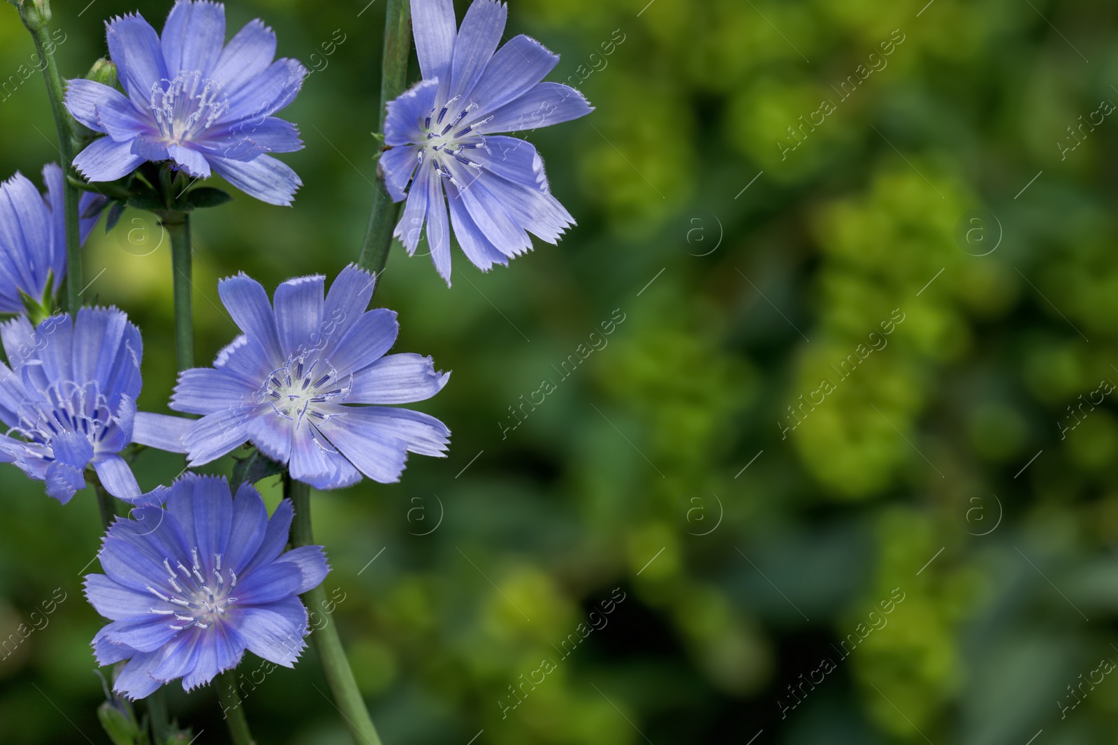 Photo of Beautiful blooming chicory flowers growing outdoors, closeup. Space for text