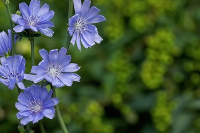 Beautiful blooming chicory flowers growing outdoors, closeup. Space for text