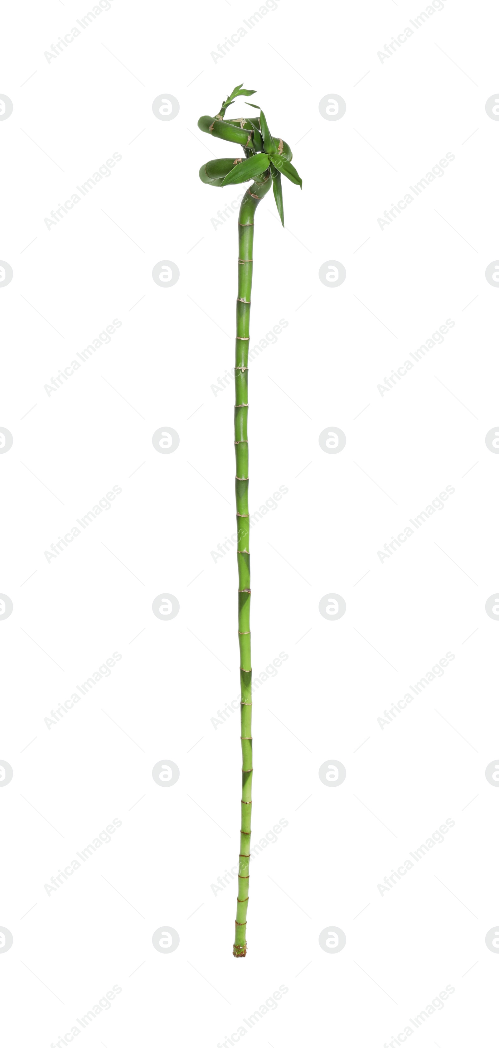 Photo of Beautiful green bamboo stem on white background