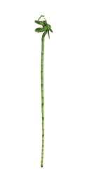 Photo of Beautiful green bamboo stem on white background