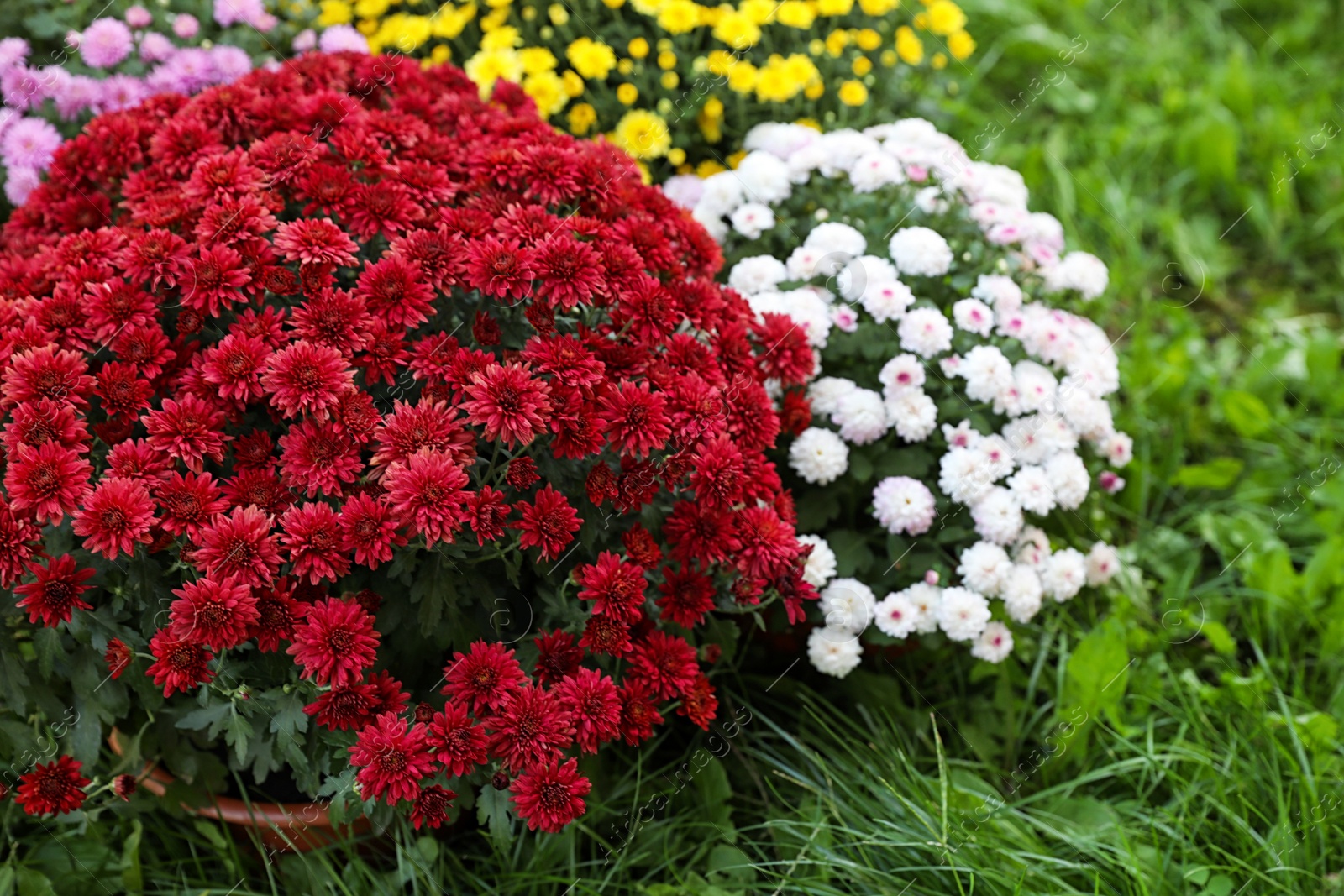 Photo of Beautiful blooming Chrysanthemum bushes outdoors. Autumn flowers