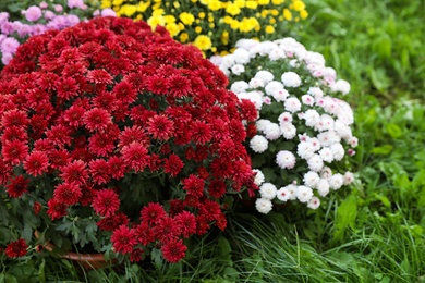 Photo of Beautiful blooming Chrysanthemum bushes outdoors. Autumn flowers