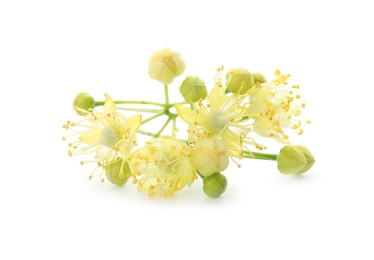 Beautiful linden tree blossom isolated on white