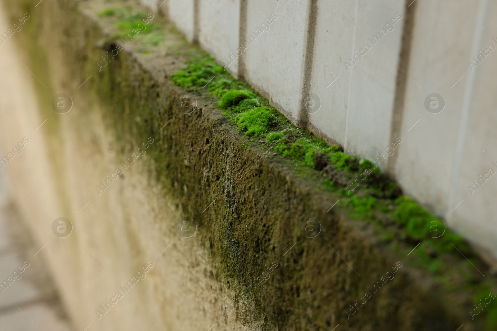 Photo of Closeup view of wall covered with green moss