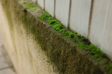 Photo of Closeup view of wall covered with green moss