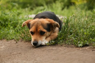 Photo of Cute dog lying on green grass outdoors