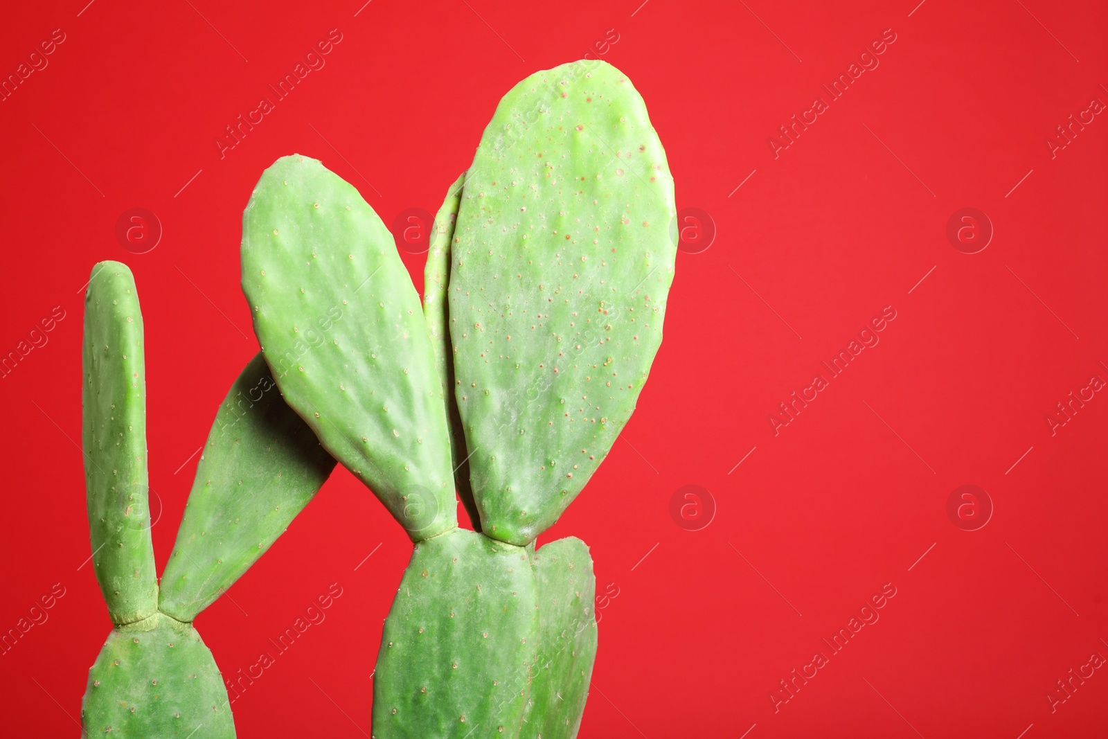 Photo of Beautiful cactus on red background, space for text. Tropical plant