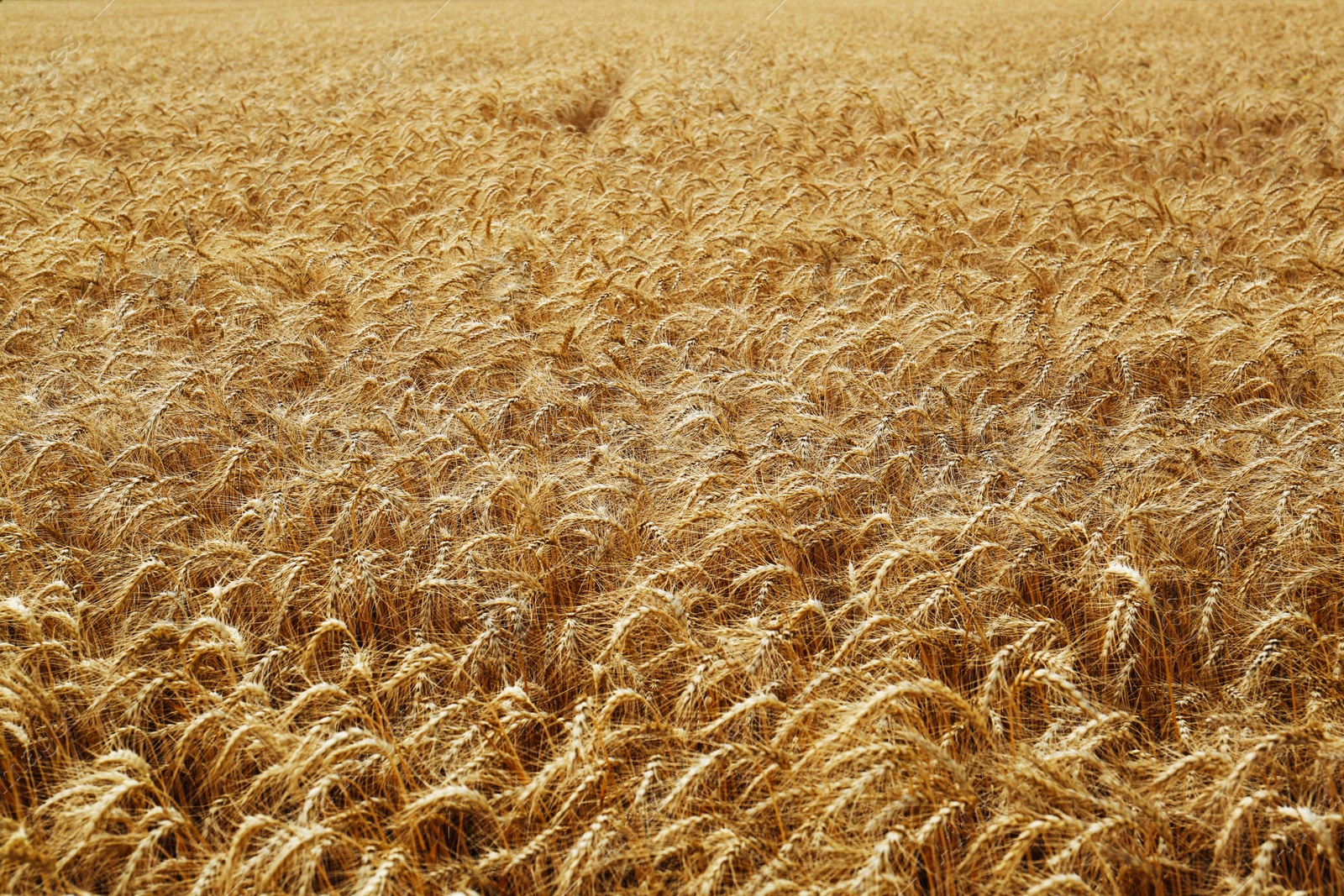 Photo of Beautiful view of agricultural field with ripe wheat spikes