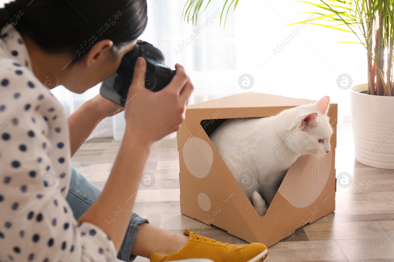 Photo of Professional animal photographer taking picture of beautiful white cat indoors, closeup