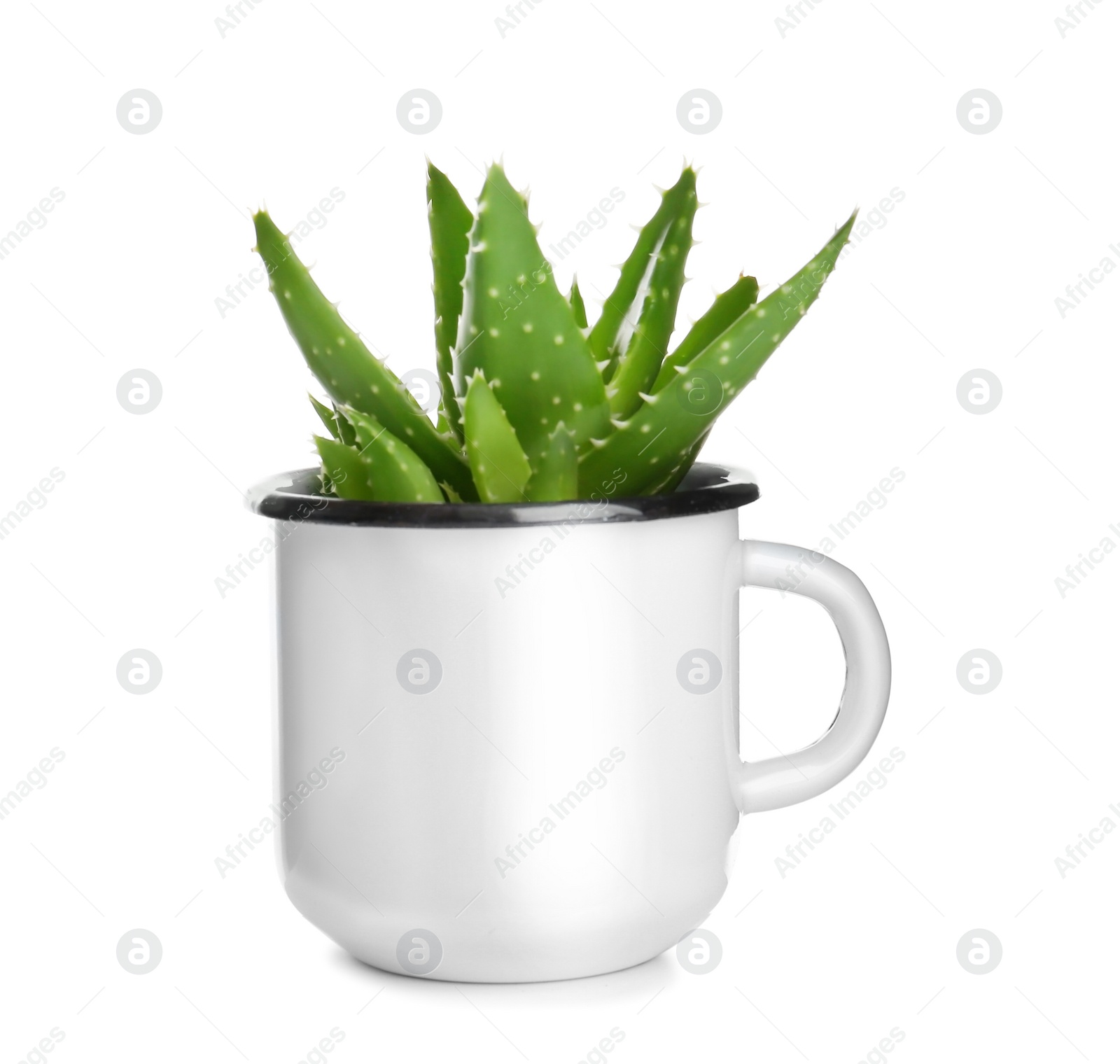 Photo of Tin mug with aloe vera on white background