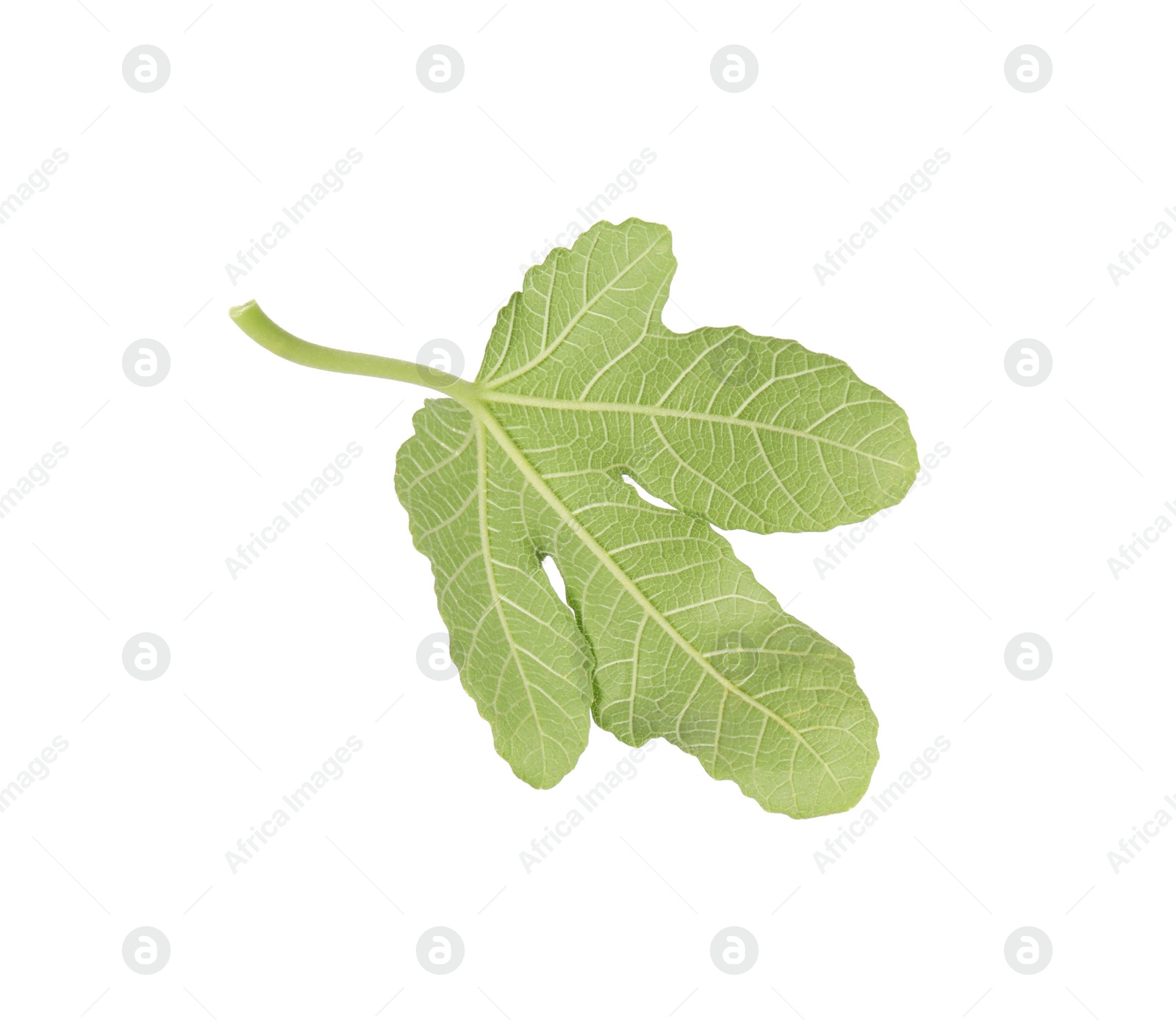 Photo of One green leaf of fig tree isolated on white