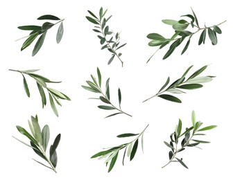 Image of Set of olive twigs with fresh green leaves on white background