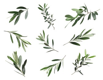 Set of olive twigs with fresh green leaves on white background