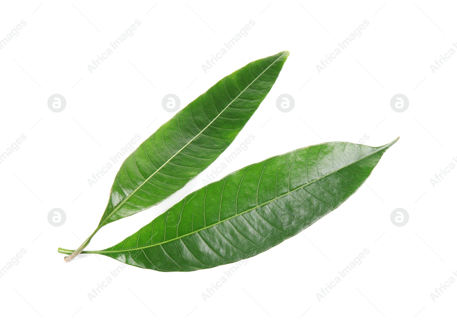 Photo of Fresh green mango leaves on white background