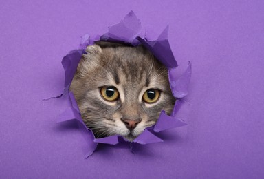 Photo of Cute cat looking through hole in purple paper