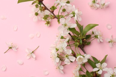 Photo of Spring tree branch with beautiful blossoms and petals on pink background, flat lay