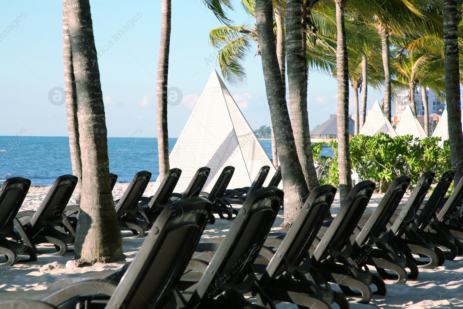 Photo of Many empty sunbeds among palm trees on sandy beach near sea