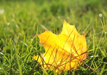 Photo of Beautiful fallen leaf among green grass outdoors on sunny autumn day, closeup. Space for text