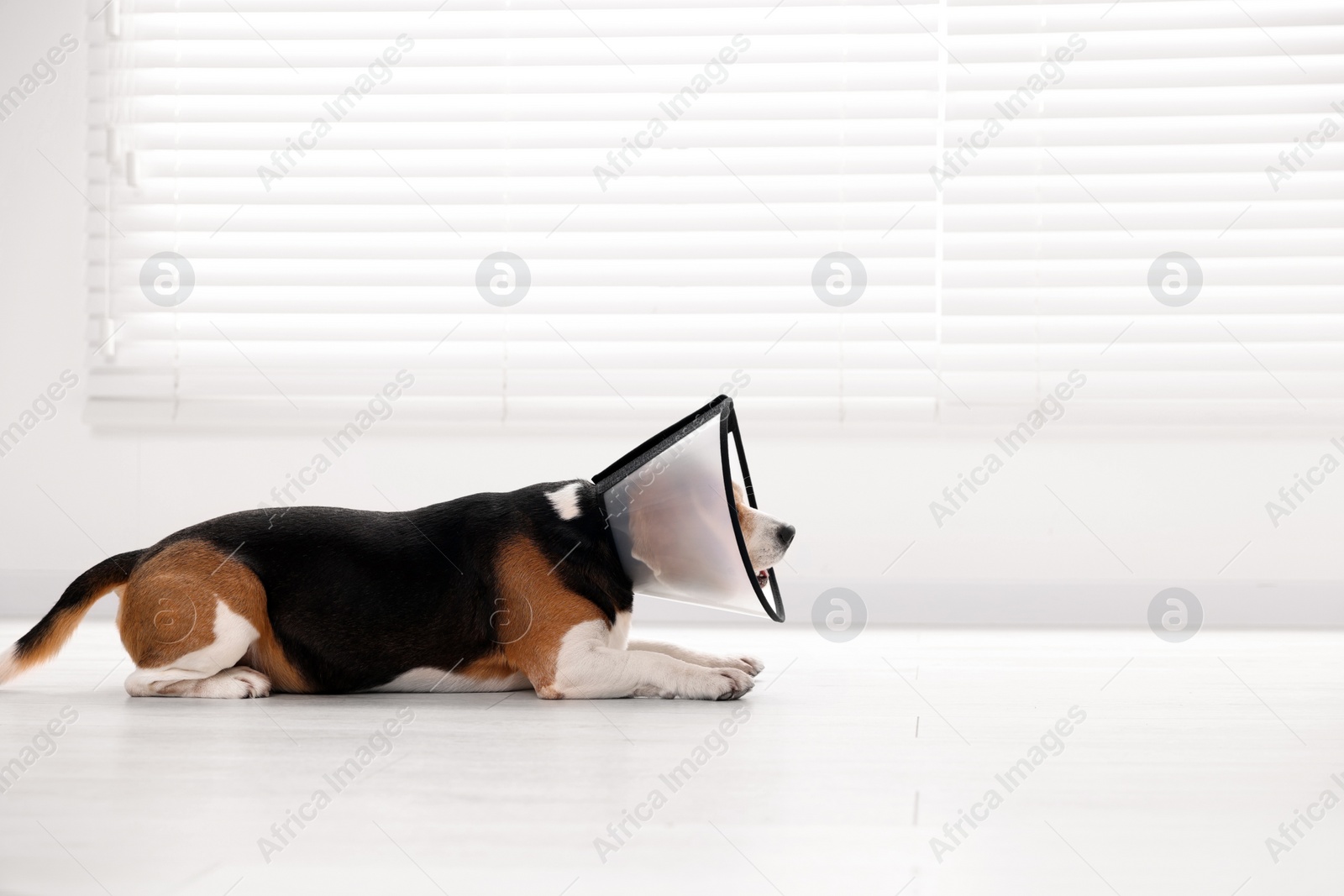 Photo of Adorable Beagle dog wearing medical plastic collar on floor indoors, space for text