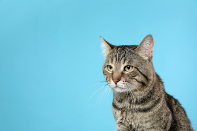 Photo of Cute tabby cat on color background, space for text. Friendly pet