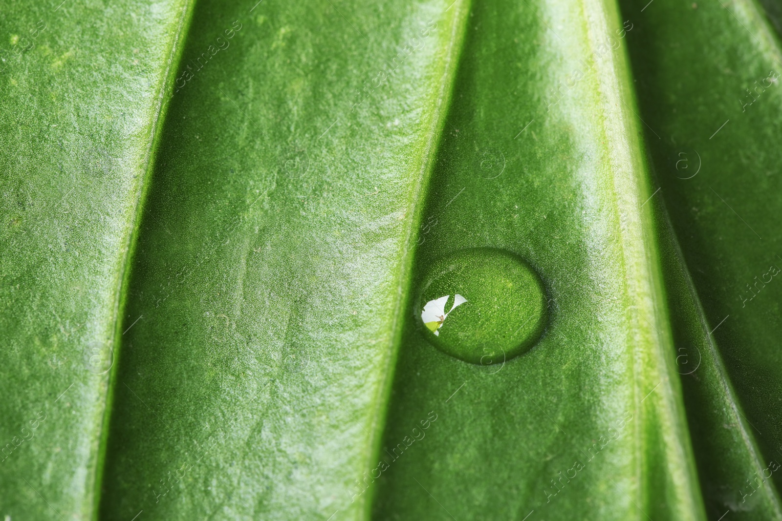 Photo of Macro view of water drop on green leaf