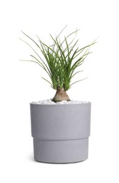 Photo of Nolina in pot isolated on white. House plant