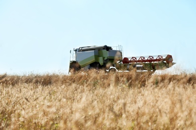 Modern combine harvester in wheat field. Cereal grain crop