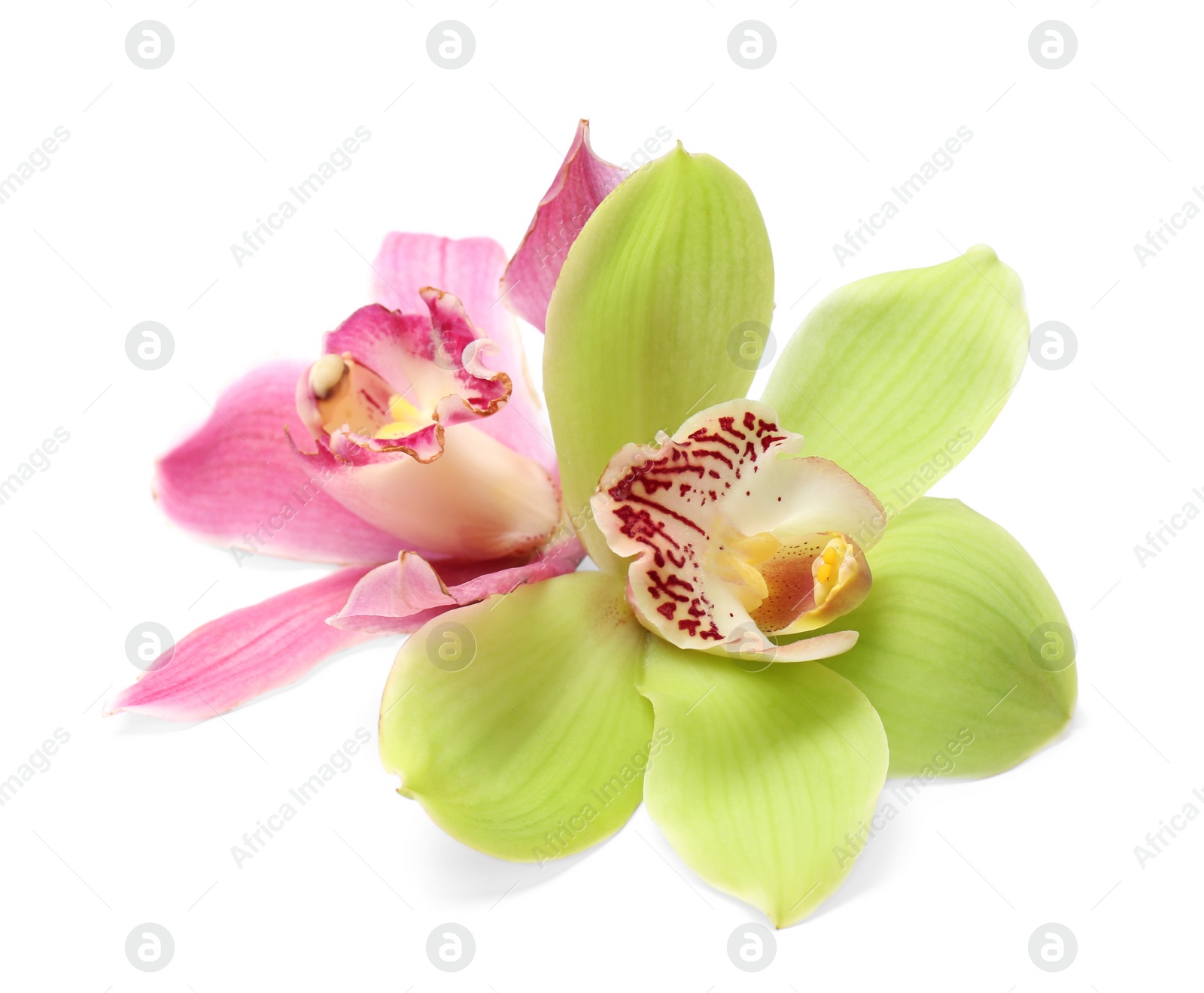 Photo of Beautiful tropical orchid flowers on white background