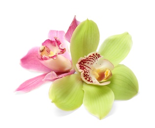 Beautiful tropical orchid flowers on white background