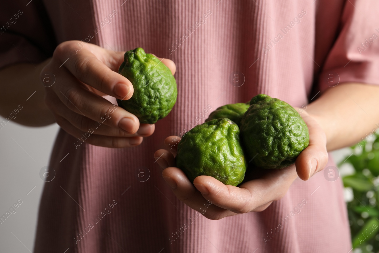 Photo of Woman holding fresh ripe bergamot fruits, closeup