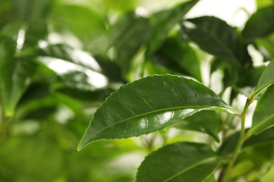 Closeup view of green tea plant against blurred background