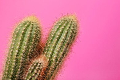 Beautiful green cactus on pink background, space for text. Tropical plant