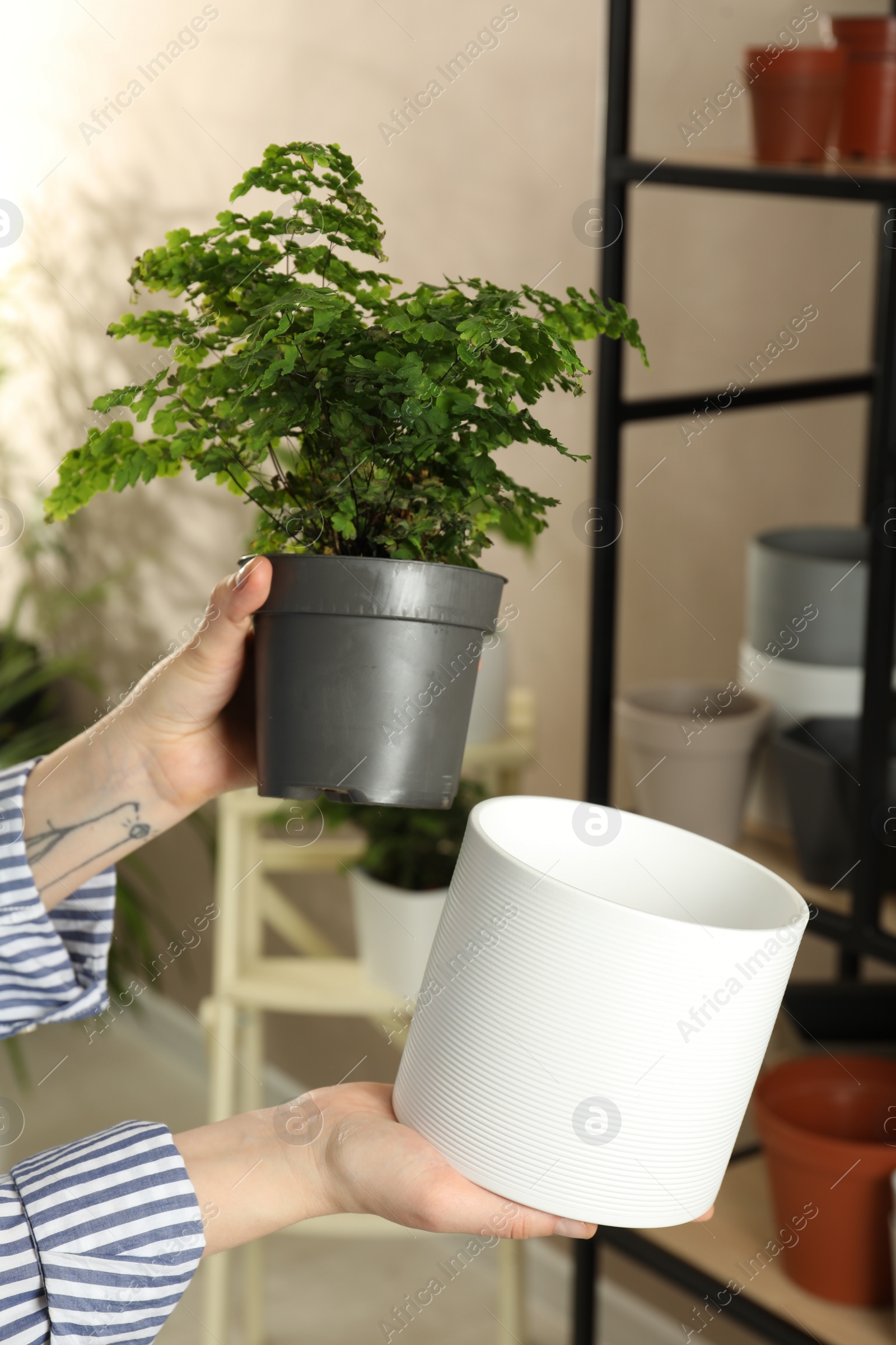 Photo of Woman holding houseplant and new pot indoors, closeup