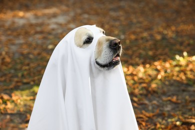 Photo of Cute Labrador Retriever dog wearing ghost costume in autumn park on Halloween