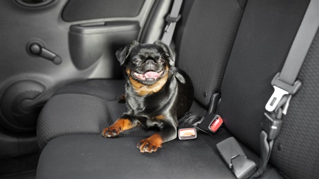 Cute Petit Brabancon dog inside modern car