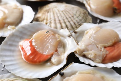 Photo of Fresh raw scallops with shells on table, closeup