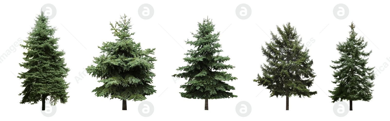 Image of Beautiful evergreen fir trees on white background, collage. Banner design