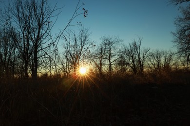 Photo of Beautiful view of meadow and trees at sunset