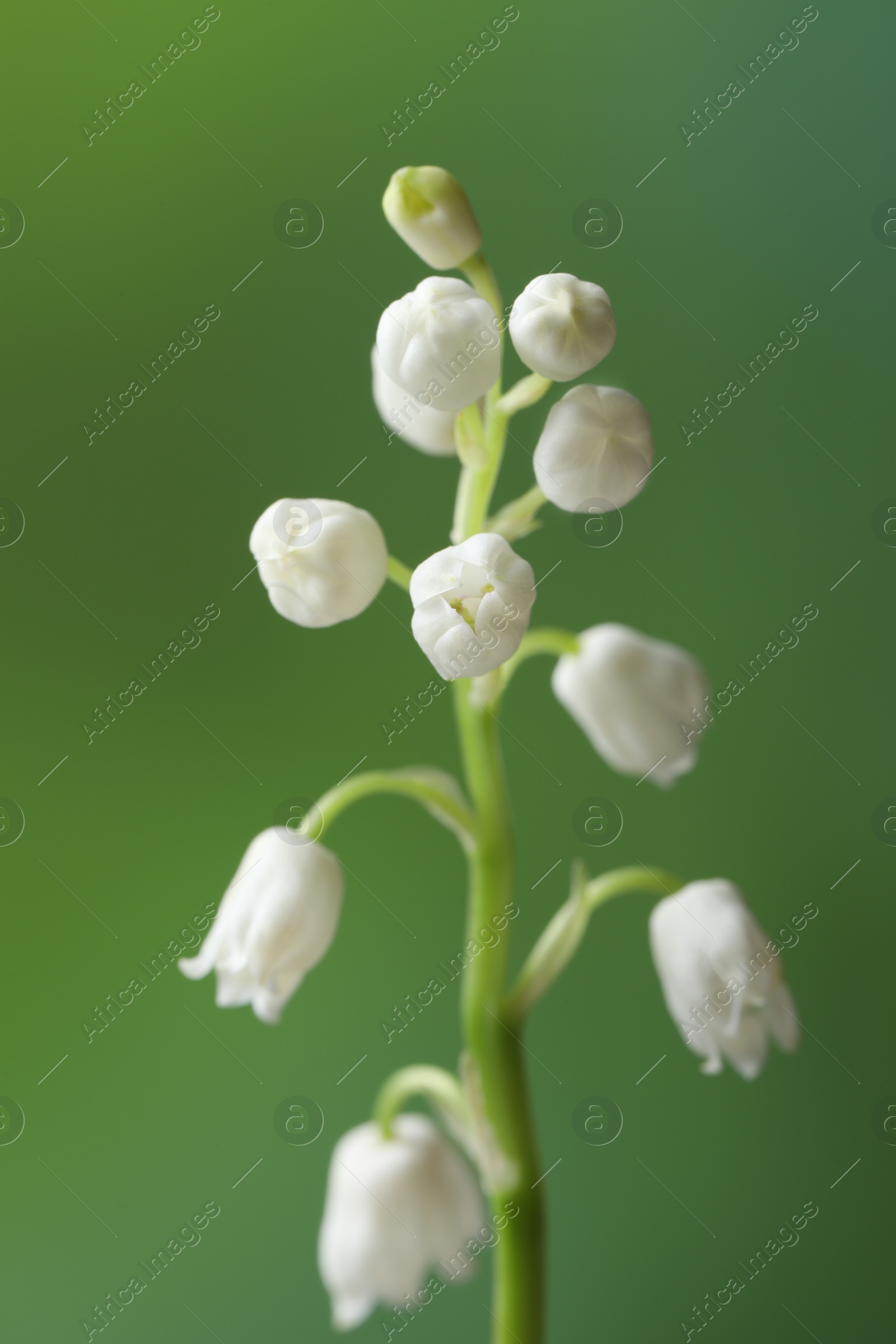 Photo of Beautiful lily of the valley flower on blurred green background, closeup