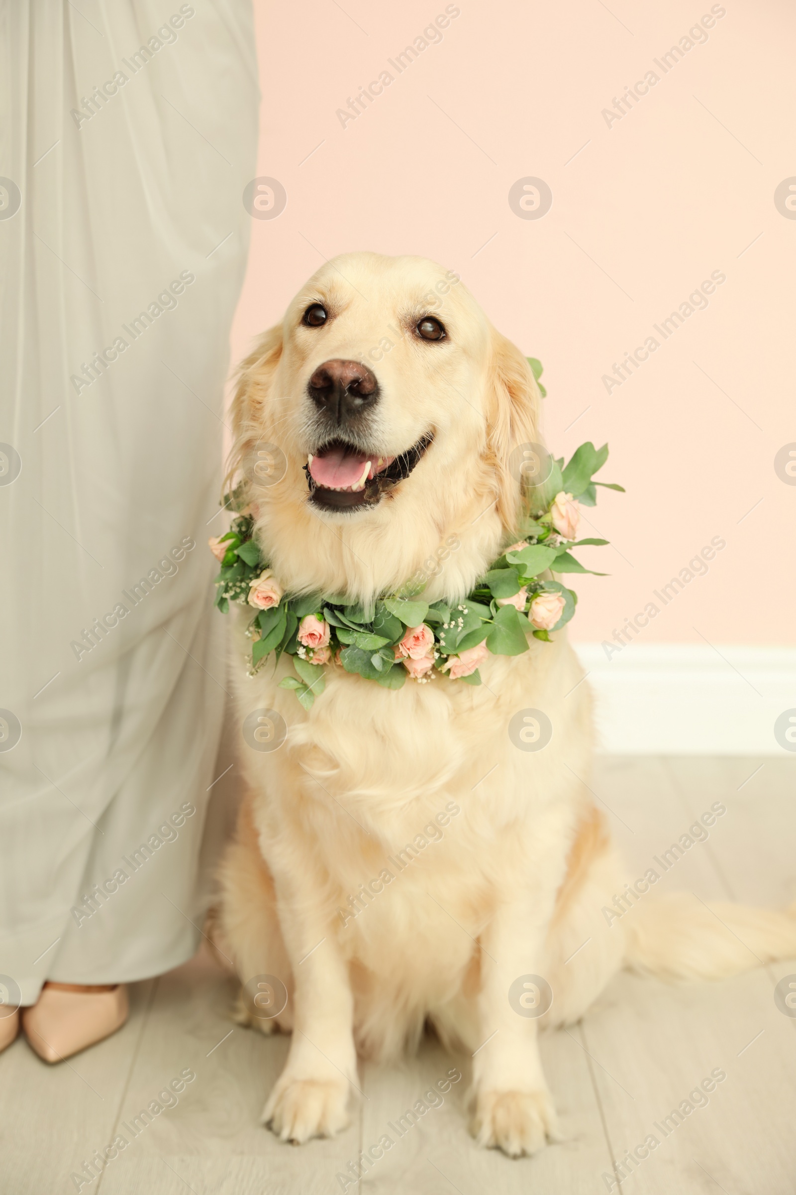 Photo of Adorable golden Retriever wearing wreath made of beautiful flowers and woman indoors, closeup