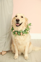 Adorable golden Retriever wearing wreath made of beautiful flowers and woman indoors, closeup